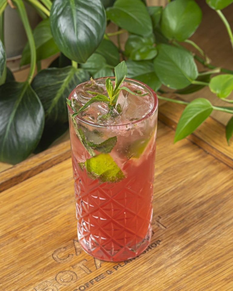 Mojito Guzmania